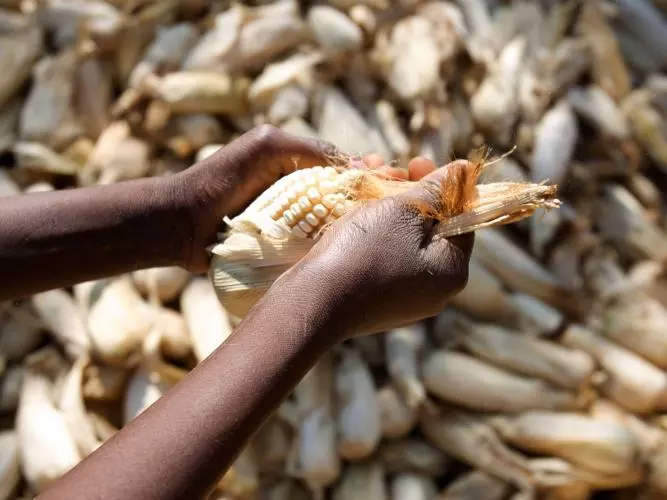 Hands shuck a maize cob in front of a pile of cobs